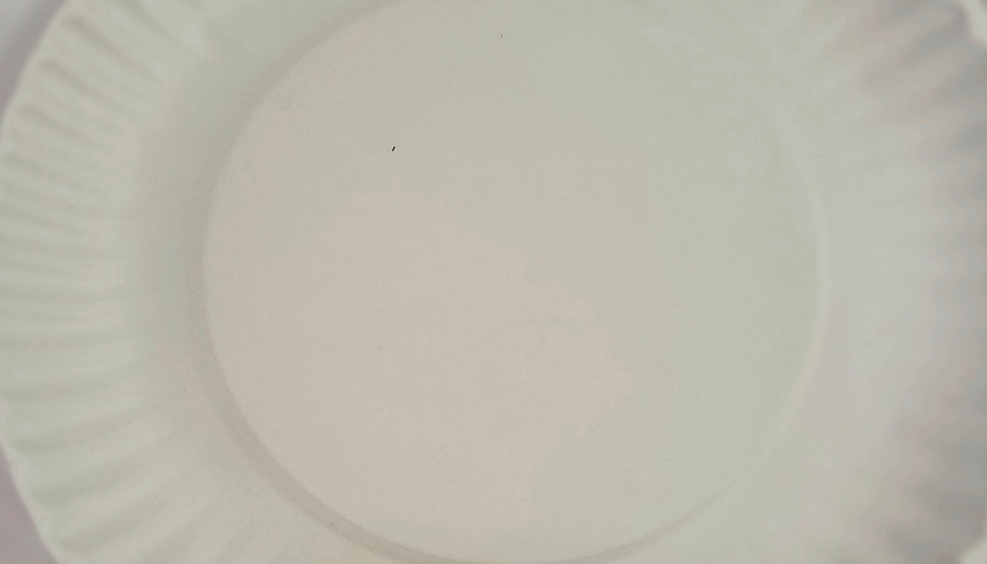 PAPER PLATES image